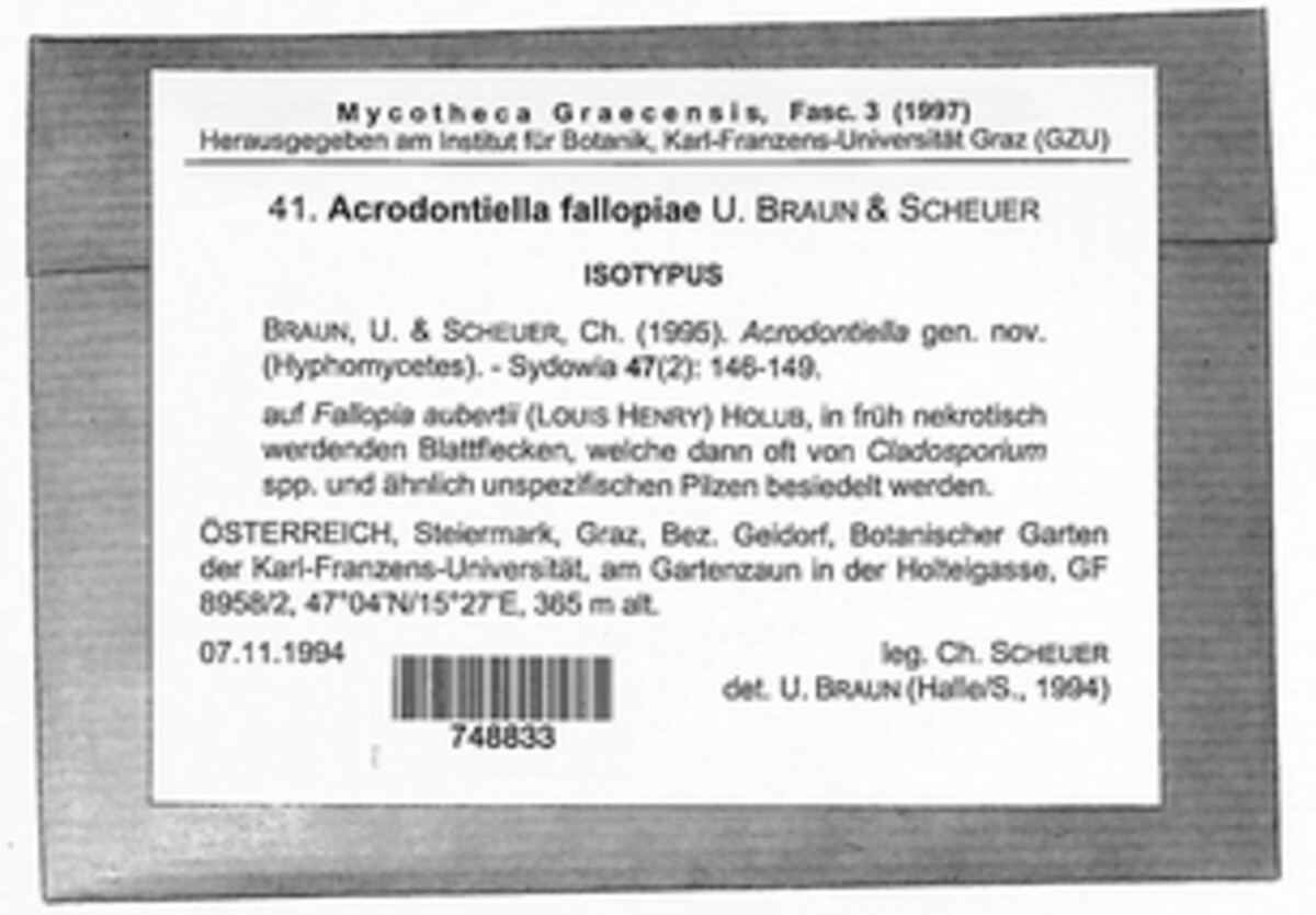Acrodontiella fallopiae image